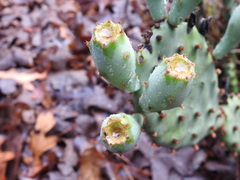Opuntia