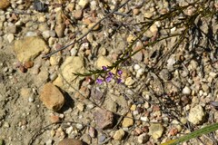 Polygala lehmanniana