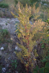 Artemisia annua
