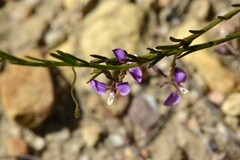 Polygala lehmanniana