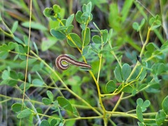 Trichordestra legitima