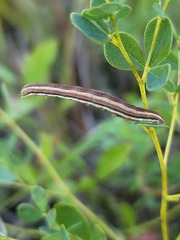 Trichordestra legitima