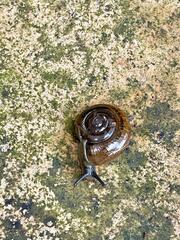 Macrochlamys hippocastaneum