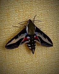 Hyles gallii