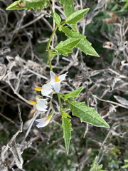 Solanum furcatum