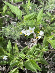 Solanum furcatum
