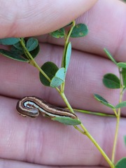 Trichordestra legitima