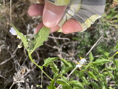 Solanum furcatum