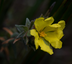 Hibbertia riparia