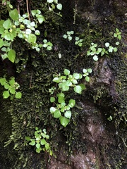 Pilea peploides major