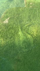 Urobatis jamaicensis