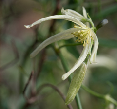 Clematis microphylla