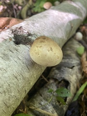 Fomitopsis betulina