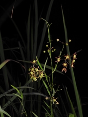 Vincetoxicum pycnostelma