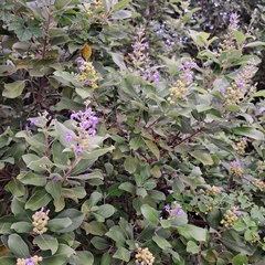 Vitex