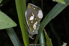 Eudocima hypermnestra