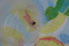 Pseudeuophrys lanigera