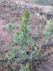 Ambrosia acanthicarpa