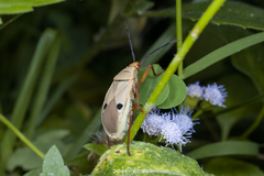 Probergrothius nigricornis