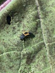 Harmonia axyridis