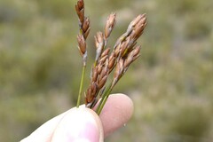 Restio triticeus