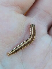 Trichordestra legitima