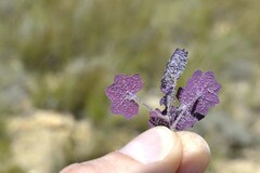 Senecio cymbalarifolius