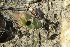 Senecio cymbalarifolius