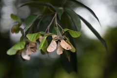 Acer sino-oblongum