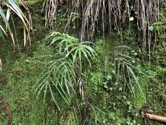 Pteris cretica