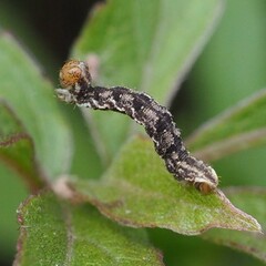 Eupithecia subfuscata