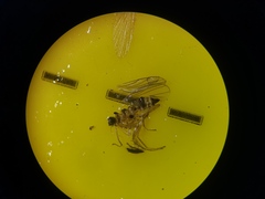 Elaphropeza ephippiata