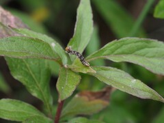 Eupithecia subfuscata