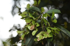Acer sino-oblongum