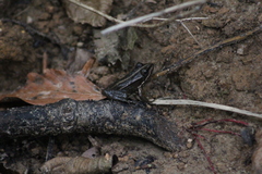 Pelophylax bedriagae