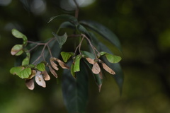 Acer sino-oblongum