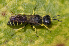 Ectemnius arcuatus