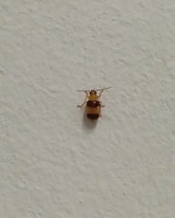 Monolepta bifasciata