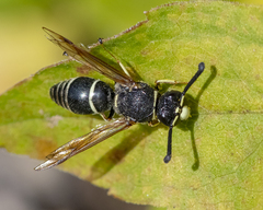 Euodynerus planitarsis