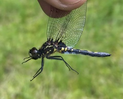 Leucorrhinia dubia