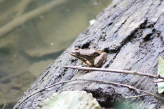 Pelophylax bedriagae