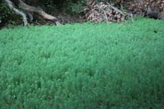 Myriophyllum aquaticum