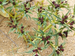 Euphorbia thinophila