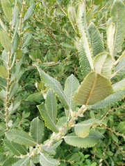 Salix cinerea