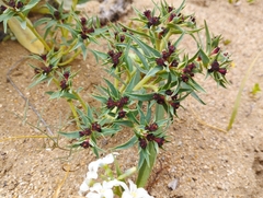 Euphorbia thinophila