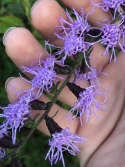 Liatris pilosa