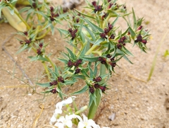 Euphorbia thinophila