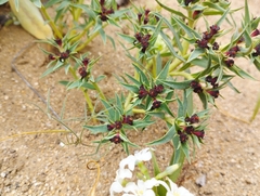 Euphorbia thinophila