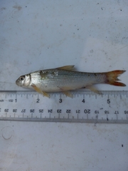 Moxostoma macrolepidotum