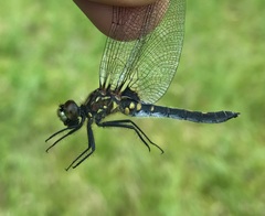 Leucorrhinia dubia
